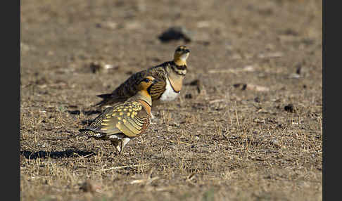 Spießflughuhn (Pterocles alchata)