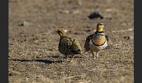 Spießflughuhn (Pterocles alchata)