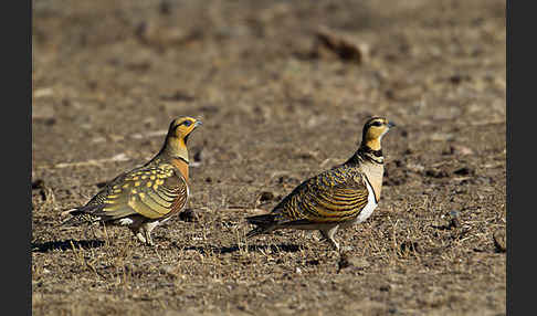 Spießflughuhn (Pterocles alchata)