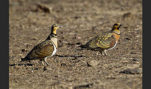 Spießflughuhn (Pterocles alchata)