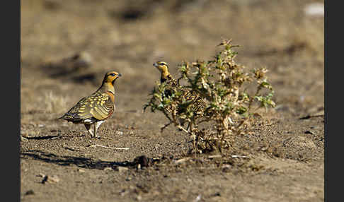 Spießflughuhn (Pterocles alchata)