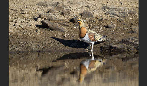 Spießflughuhn (Pterocles alchata)