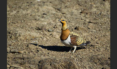 Spießflughuhn (Pterocles alchata)