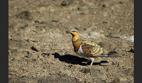 Spießflughuhn (Pterocles alchata)