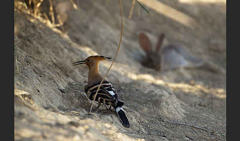 Wildkaninchen (Oryctolagus cuniculus)