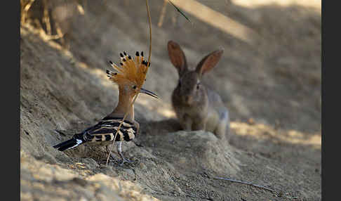 Wildkaninchen (Oryctolagus cuniculus)