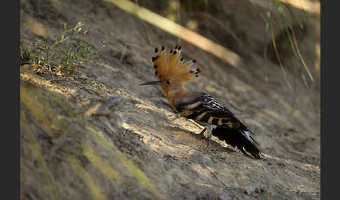 Wiedehopf (Upupa epops)