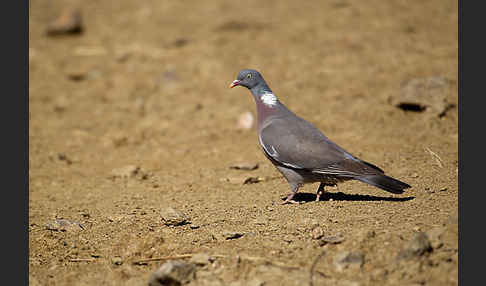 Ringeltaube (Columba palumbus)