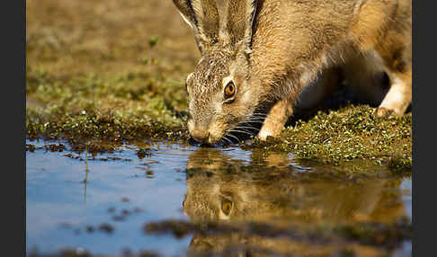 Iberischer Hase (Lepus granatensis)