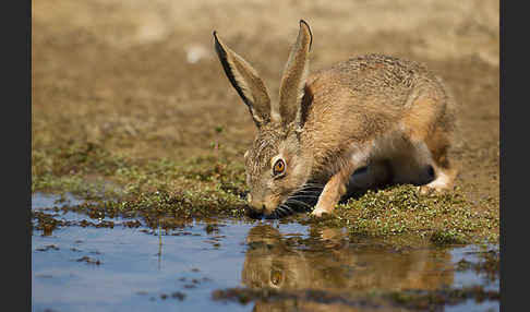 Iberischer Hase (Lepus granatensis)