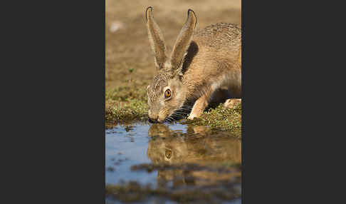 Iberischer Hase (Lepus granatensis)