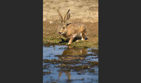 Iberischer Hase (Lepus granatensis)