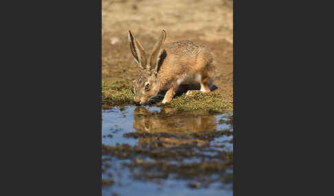 Iberischer Hase (Lepus granatensis)