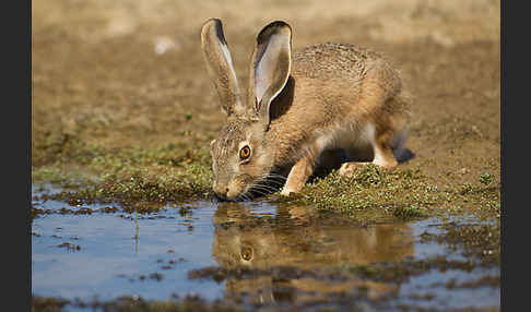 Iberischer Hase (Lepus granatensis)