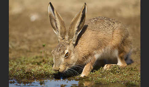 Iberischer Hase (Lepus granatensis)