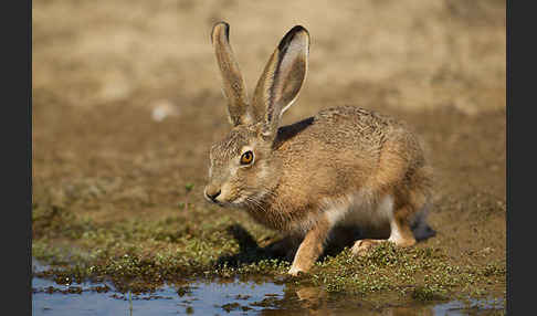 Iberischer Hase (Lepus granatensis)