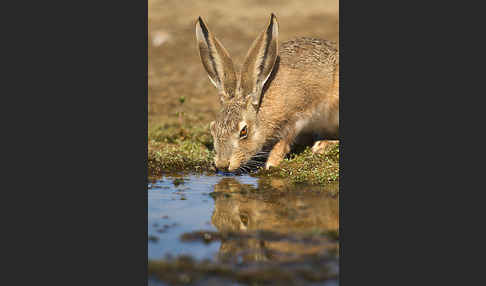 Iberischer Hase (Lepus granatensis)