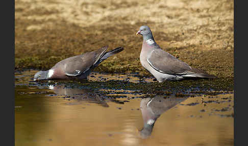 Ringeltaube (Columba palumbus)