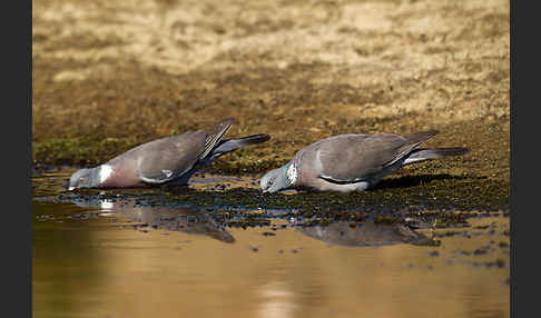 Ringeltaube (Columba palumbus)