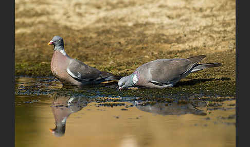 Ringeltaube (Columba palumbus)