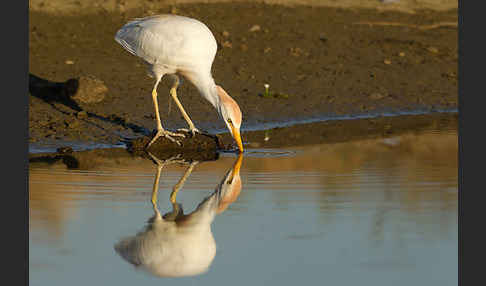 Kuhreiher (Bubulcus ibis)