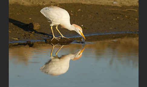 Kuhreiher (Bubulcus ibis)