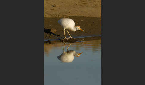 Kuhreiher (Bubulcus ibis)