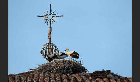 Weißstorch (Ciconia ciconia)