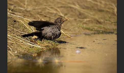 Amsel (Turdus merula)