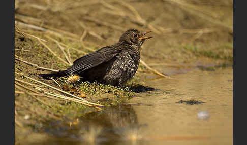 Amsel (Turdus merula)