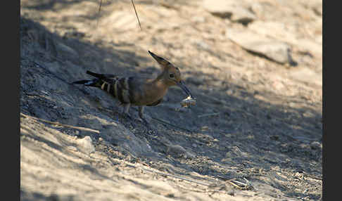 Wiedehopf (Upupa epops)