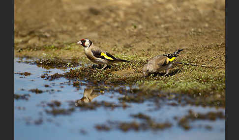 Stieglitz (Carduelis carduelis)