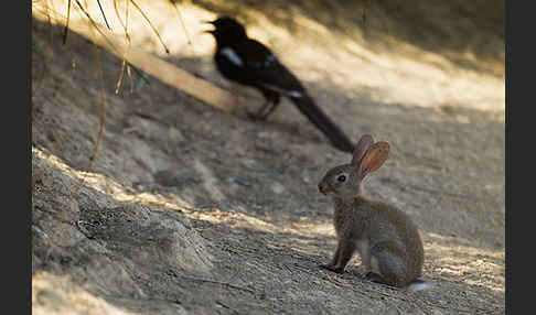 Wildkaninchen (Oryctolagus cuniculus)