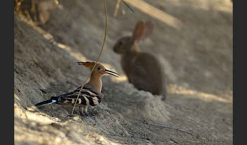 Wildkaninchen (Oryctolagus cuniculus)