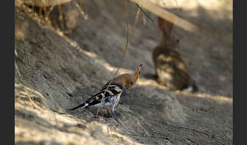 Wildkaninchen (Oryctolagus cuniculus)