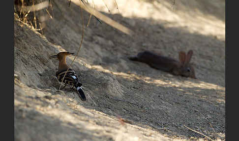 Wildkaninchen (Oryctolagus cuniculus)