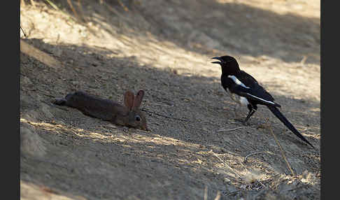 Wildkaninchen (Oryctolagus cuniculus)