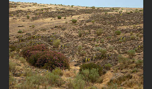 Oleander (Nerium oleander)