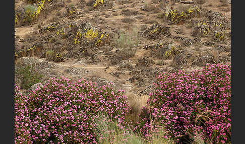 Oleander (Nerium oleander)