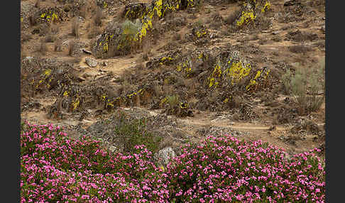 Oleander (Nerium oleander)