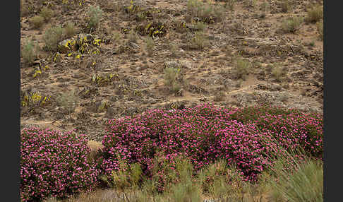 Oleander (Nerium oleander)