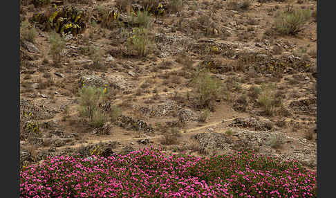 Oleander (Nerium oleander)