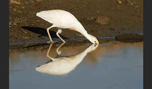 Kuhreiher (Bubulcus ibis)