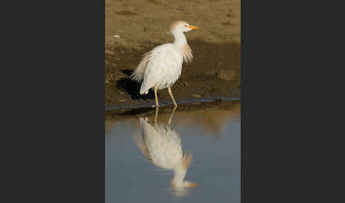 Kuhreiher (Bubulcus ibis)