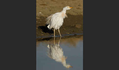 Kuhreiher (Bubulcus ibis)