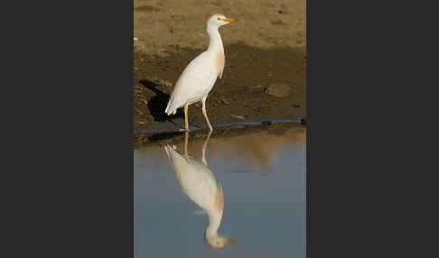 Kuhreiher (Bubulcus ibis)