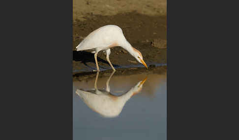 Kuhreiher (Bubulcus ibis)