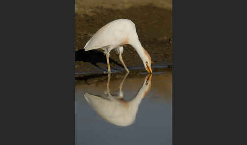 Kuhreiher (Bubulcus ibis)