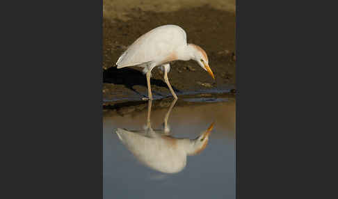 Kuhreiher (Bubulcus ibis)