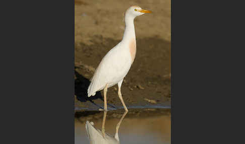 Kuhreiher (Bubulcus ibis)